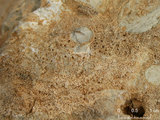 中文名:珊瑚藻-珊瑚粘結灰岩 (NMNS000675-F032164)英文名:Corallines-Coral Boundstone(NMNS000675-F032164)