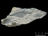 中文名:珊瑚藻粘結灰岩 (NMNS004002-F037574)英文名:Corallines Boundstone(NMNS004002-F037574)