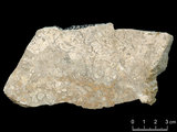 中文名:珊瑚藻粘結灰岩 (NMNS004002-F037632)英文名:Corallines Boundstone(NMNS004002-F037632)