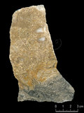 中文名:珊瑚藻粘結灰岩 (NMNS004002-F037642)英文名:Corallines Boundstone(NMNS004002-F037642)