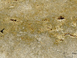 中文名:懸粒灰岩(NMNS000783-F033265)英文名:Floatstone(NMNS000783-F033265)