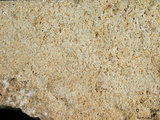 中文名:懸粒灰岩(NMNS000783-F033265)英文名:Floatstone(NMNS000783-F033265)