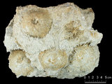 中文名:礫屑灰岩(NMNS000017-F030520)英文名:Rudstone(NMNS000017-F030520)