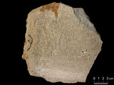 中文名:泥粒灰岩(NMNS000673-F031830)英文名:Packstone(NMNS000673-F031830)