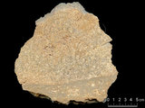 中文名:泥粒灰岩(NMNS000673-F031835)英文名:Packstone(NMNS000673-F031835)