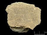 中文名:泥粒灰岩(NMNS000879-F033998)英文名:Packstone(NMNS000879-F033998)