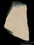 中文名:泥粒灰岩(NMNS004002-F037582)英文名:Packstone(NMNS004002-F037582)