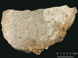 中文名:懸粒灰岩(NMNS000196-F031367)英文名:Floatstone(NMNS000196-F031367)