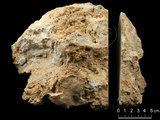 中文名:懸粒灰岩(NMNS000196-F031367)英文名:Floatstone(NMNS000196-F031367)