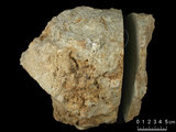 中文名:懸粒灰岩(NMNS000196-F031367)英文名:Floatstone(NMNS000196-F031367)