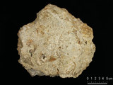 中文名:懸粒灰岩(NMNS000204-F031487)英文名:Floatstone(NMNS000204-F031487)