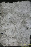 中文名:懸粒灰岩(NMNS000566-F031604)英文名:Floatstone(NMNS000566-F031604)