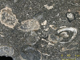 中文名:懸粒灰岩(NMNS000566-F031604)英文名:Floatstone(NMNS000566-F031604)