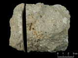 中文名:懸粒灰岩(NMNS000566-F031614)英文名:Floatstone(NMNS000566-F031614)