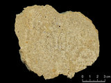 中文名:懸粒灰岩(NMNS000566-F031619)英文名:Floatstone(NMNS000566-F031619)