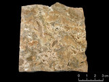 中文名:懸粒灰岩(NMNS000566-F031651)英文名:Floatstone(NMNS000566-F031651)