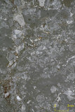 中文名:懸粒灰岩(NMNS000566-F031652)英文名:Floatstone(NMNS000566-F031652)