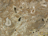 中文名:懸粒灰岩(NMNS000566-F031652)英文名:Floatstone(NMNS000566-F031652)