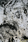 中文名:懸粒灰岩(NMNS000566-F031656)英文名:Floatstone(NMNS000566-F031656)