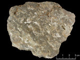 中文名:懸粒灰岩(NMNS000566-F031658)英文名:Floatstone(NMNS000566-F031658)