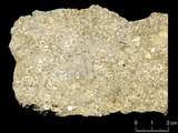中文名:懸粒灰岩(NMNS000566-F031661)英文名:Floatstone(NMNS000566-F031661)