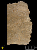中文名:懸粒灰岩(NMNS000566-F031665)英文名:Floatstone(NMNS000566-F031665)