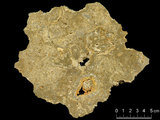 中文名:懸粒灰岩(NMNS000673-F031846)英文名:Floatstone(NMNS000673-F031846)