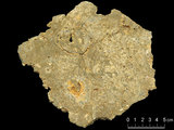 中文名:懸粒灰岩(NMNS000673-F031846)英文名:Floatstone(NMNS000673-F031846)