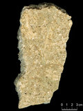 中文名:懸粒灰岩(NMNS000673-F031885)英文名:Floatstone(NMNS000673-F031885)
