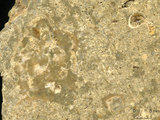 中文名:懸粒灰岩(NMNS000673-F031888)英文名:Floatstone(NMNS000673-F031888)