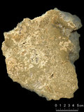 中文名:懸粒灰岩(NMNS000673-F031890)英文名:Floatstone(NMNS000673-F031890)