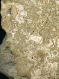 中文名:懸粒灰岩(NMNS000673-F031890)英文名:Floatstone(NMNS000673-F031890)