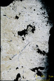 中文名:懸粒灰岩(NMNS000673-F031901)英文名:Floatstone(NMNS000673-F031901)