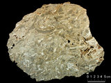 中文名:懸粒灰岩(NMNS000673-F031901)英文名:Floatstone(NMNS000673-F031901)