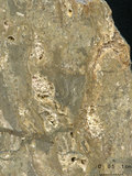 中文名:懸粒灰岩(NMNS000673-F031902)英文名:Floatstone(NMNS000673-F031902)