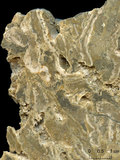 中文名:懸粒灰岩(NMNS000673-F031902)英文名:Floatstone(NMNS000673-F031902)