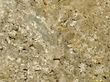 中文名:懸粒灰岩(NMNS000673-F031906)英文名:Floatstone(NMNS000673-F031906)