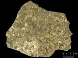 中文名:懸粒灰岩(NMNS000673-F031907)英文名:Floatstone(NMNS000673-F031907)