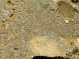 中文名:懸粒灰岩(NMNS000783-F033234)英文名:Floatstone(NMNS000783-F033234)