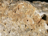 中文名:礫屑灰岩(NMNS000783-F033142)英文名:Rudstone(NMNS000783-F033142)