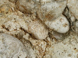 中文名:礫屑灰岩(NMNS000783-F033235)英文名:Rudstone(NMNS000783-F033235)