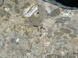 中文名:礫屑灰岩(NMNS000783-F033236)英文名:Rudstone(NMNS000783-F033236)