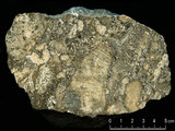 中文名:礫屑灰岩(NMNS000783-F033270)英文名:Rudstone(NMNS000783-F033270)