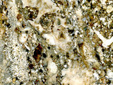 中文名:礫屑灰岩(NMNS000783-F033270)英文名:Rudstone(NMNS000783-F033270)