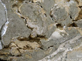 中文名:礫屑灰岩(NMNS000879-F033994)英文名:Rudstone(NMNS000879-F033994)