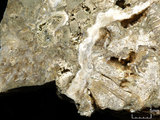 中文名:礫屑灰岩(NMNS000962-F034567)英文名:Rudstone(NMNS000962-F034567)