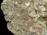 中文名:礫屑灰岩(NMNS000962-F034612)英文名:Rudstone(NMNS000962-F034612)