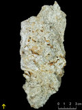 中文名:礫屑灰岩(NMNS000962-F034613)英文名:Rudstone(NMNS000962-F034613)