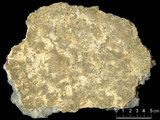 中文名:懸粒灰岩(NMNS000673-F031909)英文名:Floatstone(NMNS000673-F031909)