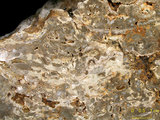中文名:懸粒灰岩(NMNS000673-F031918)英文名:Floatstone(NMNS000673-F031918)